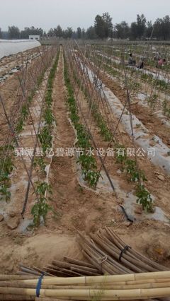 辽宁抚顺蔬菜滴灌带16M 高效灌溉新选择，助力现代农业丰收