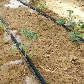 节水灌溉新选择 从迷宫式滴灌带到全系列灌溉设备，助力现代农业高效发展